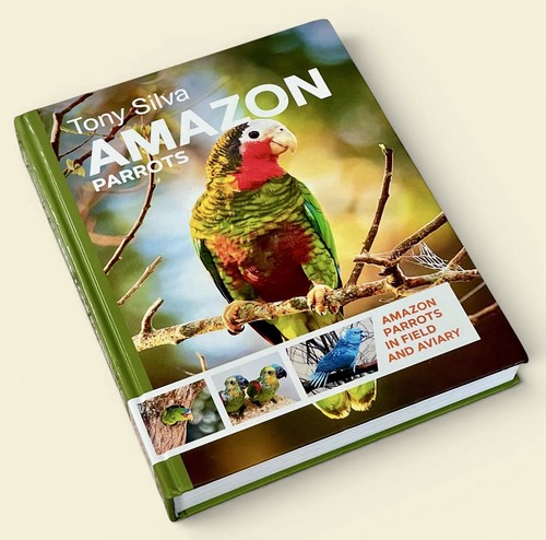 Amazon parrots field and - in,